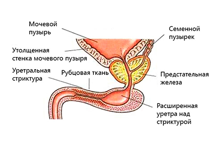 785.png 785.png